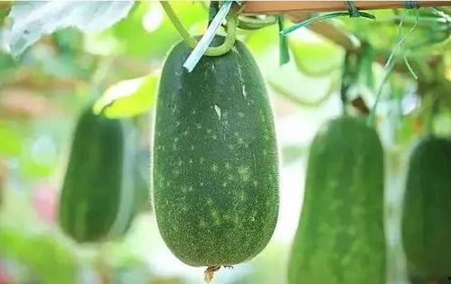 现在说的吃瓜什么意思,网络时代的围观文化现象