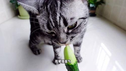 娱乐吃瓜小猫咪,揭秘娱乐圈那些事儿
