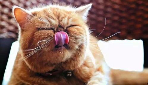 娱乐吃瓜酱小猫咪被吓,揭秘幕后真相